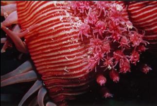 BROODING ANEMONE WITH YOUNG ON BASE