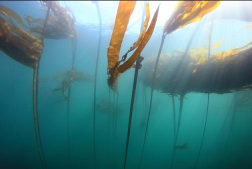 bull kelp