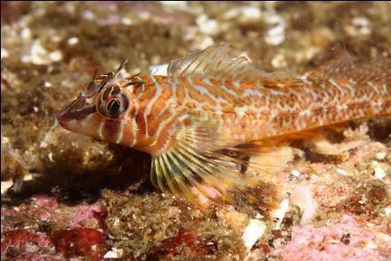 longfin sculpin