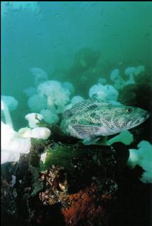 LINGCOD AND PLUMOSE ANEMONES