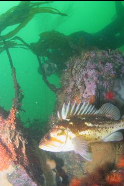 COPPER ROCKFISH