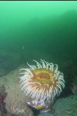 FISH-EATING ANEMONE