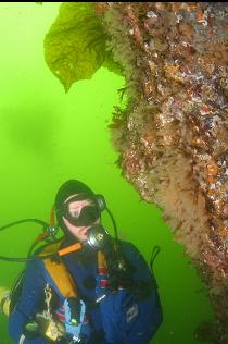LIGHTBULB TUNICATES