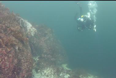 IN SHALLOWS