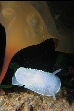 NUDIBRANCH