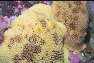 SEA-LEMON NUDIBRANCHS