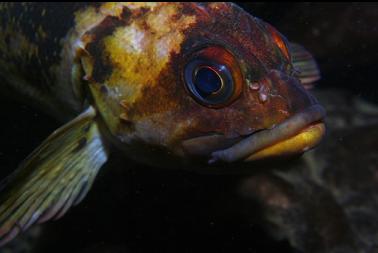 copper rockfish