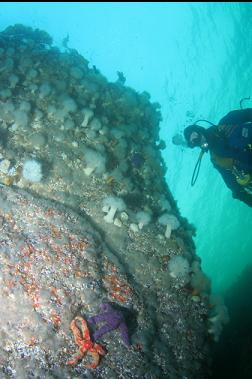 seastars and anemones on wall