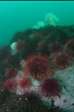 urchins and plumose anemones