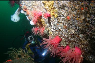 crimson anemones, etc.