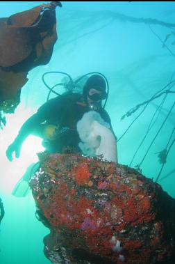 plumose anemones