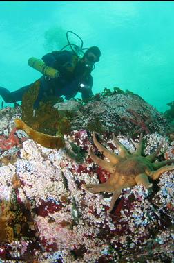 seastars on shallow reef