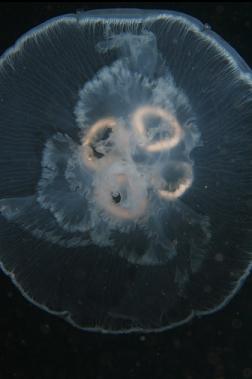 moon jelly