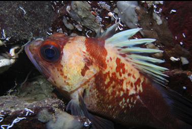 quillback rockfish