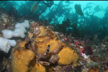 sponge and tube worms