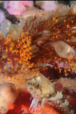 sculpin under hydroids