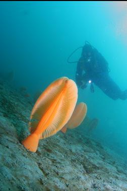 sea pens