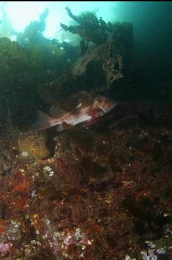 copper rockfish