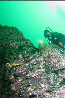 tube-dwelling anemones on reef