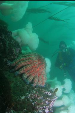 sunflower star and anemones