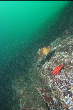 quillback and juvenile yelloweye rockfish