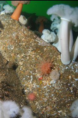 anemones on wall