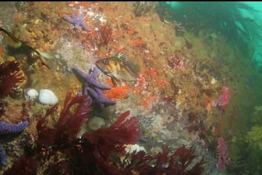 copper rockfish in shallows