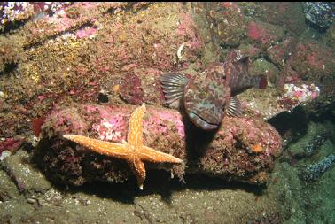 lingcod and seastar