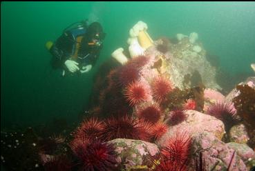 urchins and anemones on reef