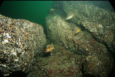 rockfish on rock pyramid
