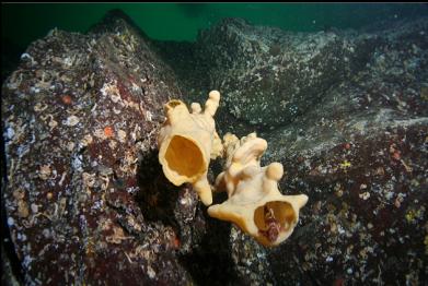 rockfish in cloud sponge
