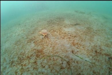 crab running away over sand