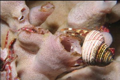 hermit crab and brittle stars on sponge