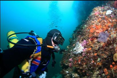 small basket star