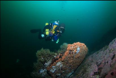 zoanthids and hydroids