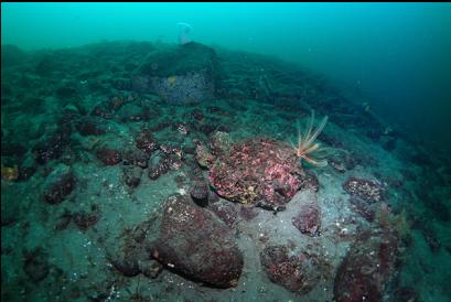 rubble slope where the wolf eels usually are