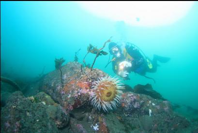 fish-eating anemone