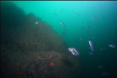 black rockfish