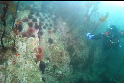 small wall of urchins