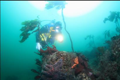 seastars and stalked kelp on reef
