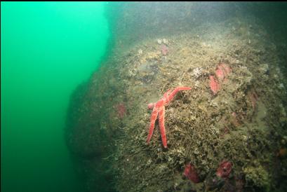 seastar on deeper reef