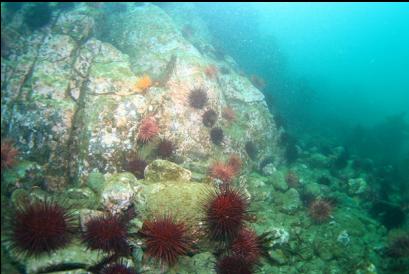base of reef and urchins