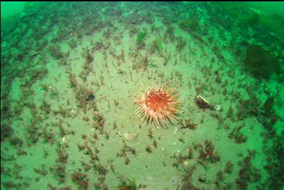 sand anemone