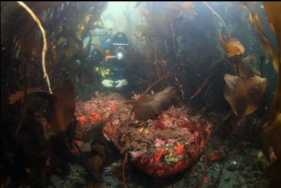 rocks under kelp