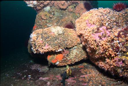 zoanthid-covered boulder on top of the reef