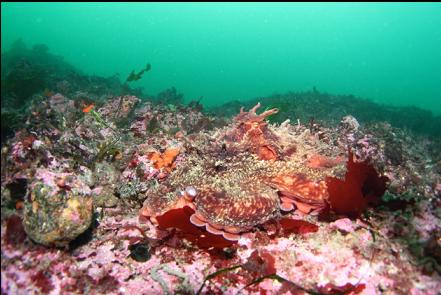 well camouflaged octopus on the sandbags