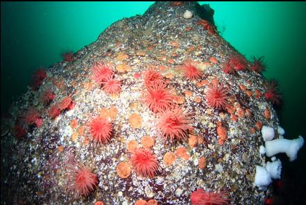 crimson anemones