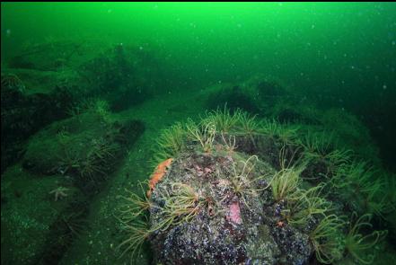 feather stars