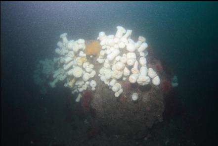 anemone-covered boulder