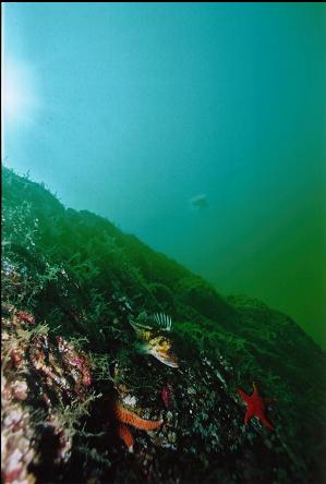 COPPER ROCKFISH ON WALL WITH JELLYFISH IN BACKGROUND